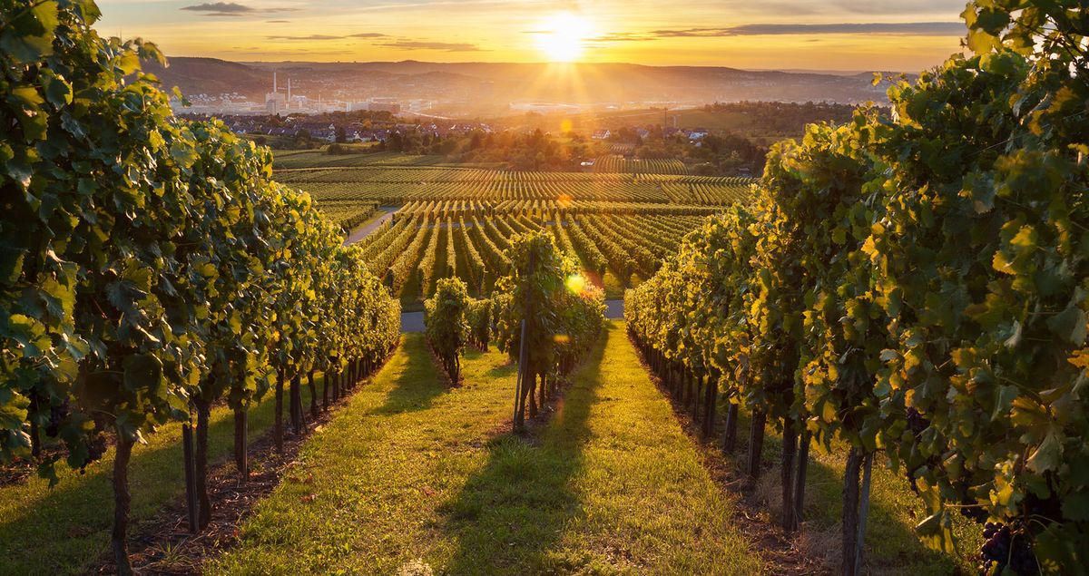 Les Vins